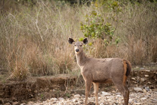 The Cellular Symphony: Does Intermittent Fasting Sculpt a Younger Visage?
