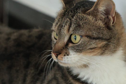 Unlocking Peace of Mind: Smart Tips for Choosing Pet Insurance