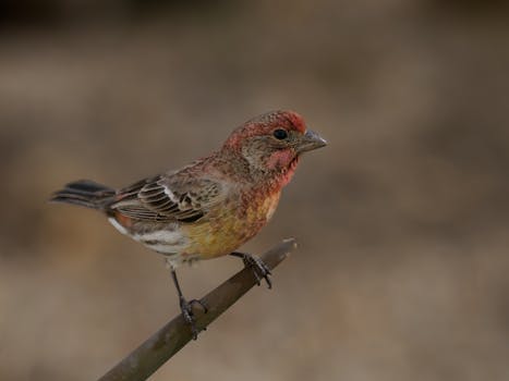 When the Gavel Hits the Heart: Deconstructing Judge Joe Brown’s Unique Courtroom Persona